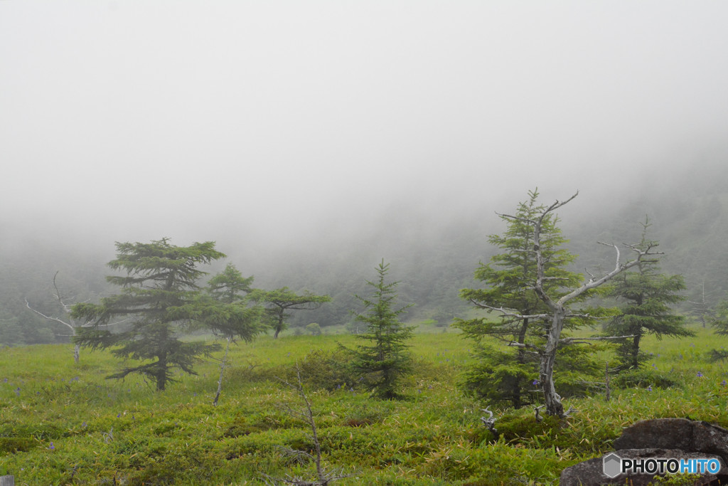 長野県　池の平湿原　６