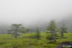 長野県　池の平湿原　６