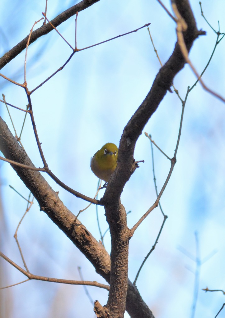 メジロ君（栃木　みかも山公園にて）２