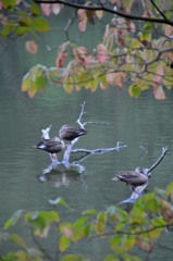 隙間から、、、。＜真岡市　井頭公園＞