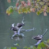 隙間から、、、。＜真岡市　井頭公園＞