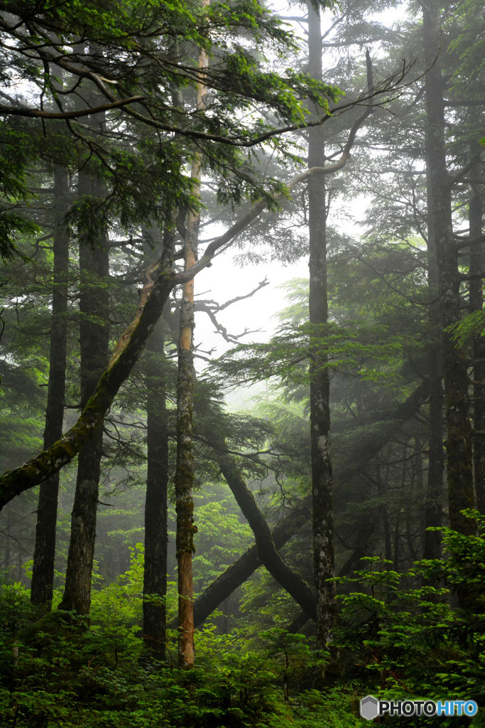 エックスジャパン（高見石〜白駒池にて）