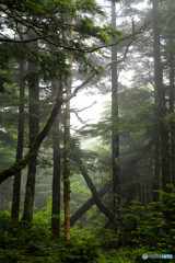 エックスジャパン（高見石〜白駒池にて）