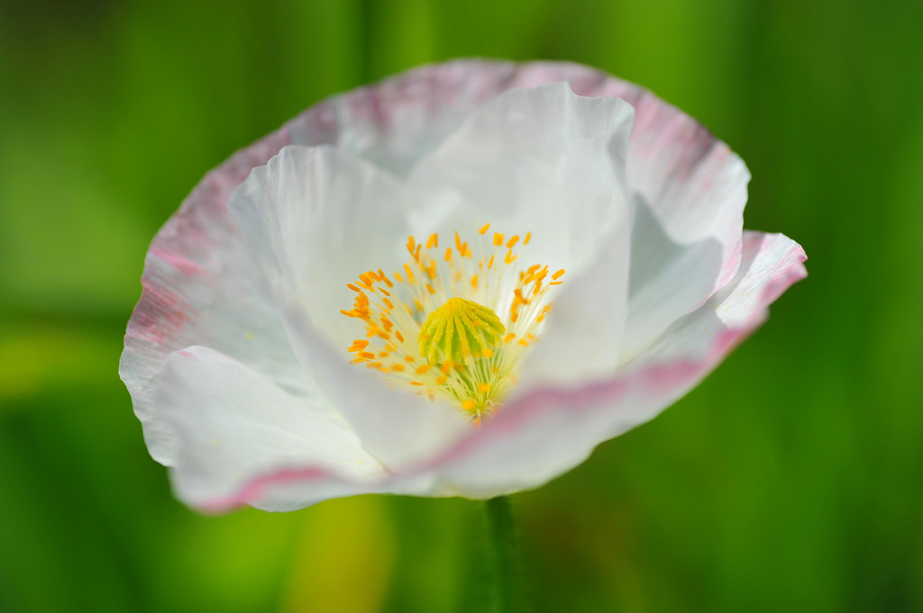 那須フラワーガーデンにて