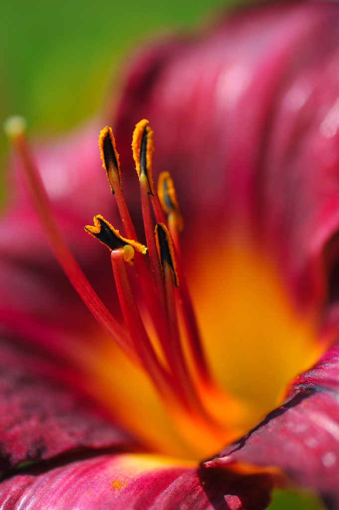 那須フラワーガーデンにて