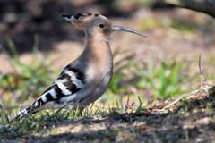 珍鳥　ヤツガシラ＜群馬県　つつじヶ岡公園にて＞３