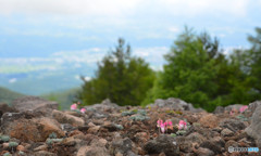 コマ草２（池の平湿原）