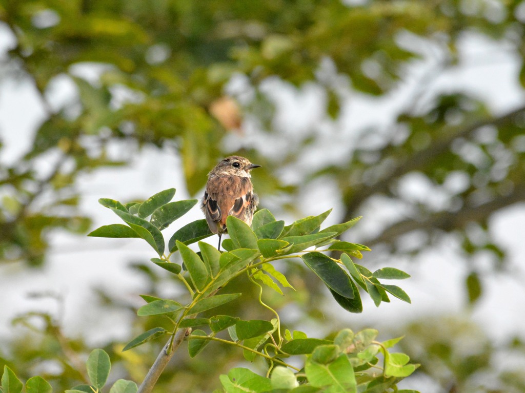 札幌　茨戸川緑地にて　３