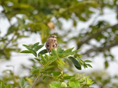 札幌　茨戸川緑地にて　３