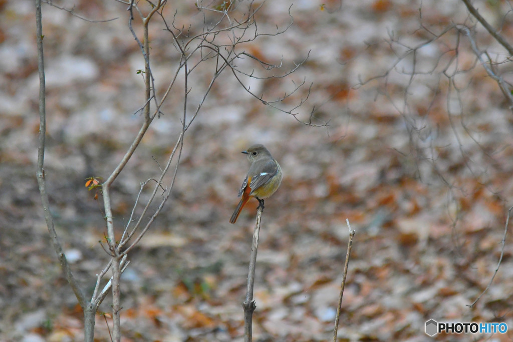 見返り美人のジョビ子さん