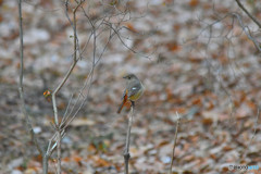 見返り美人のジョビ子さん