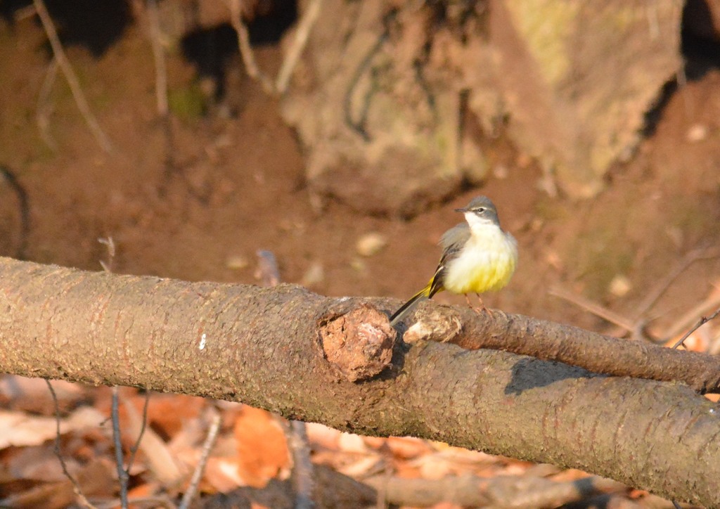 キセキレイ様（栃木　みかも山公園にて）２