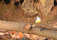 キセキレイ様（栃木　みかも山公園にて）２