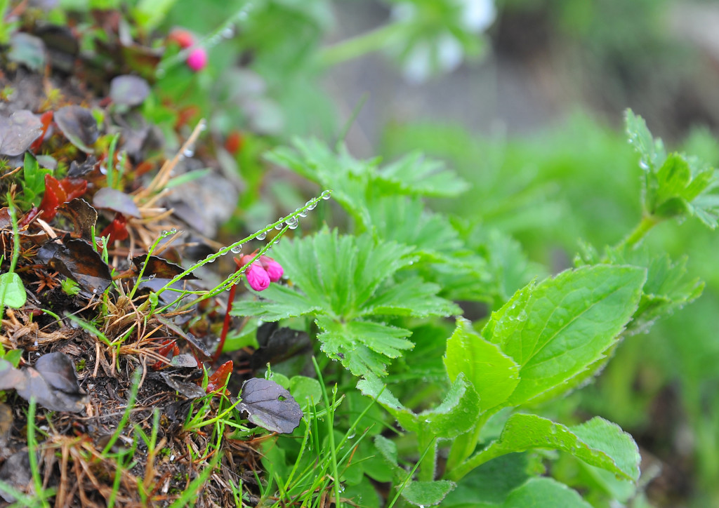 しっとり高山植物４
