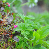 しっとり高山植物４