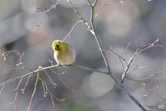 ＊TC-14EII　メジロっち＜芦花公園＞