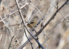 ベニマシコ♀　１