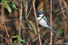 シジュウカラ１