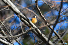 ＊TC-14EII　ジョウビタキ＜芦花公園＞４
