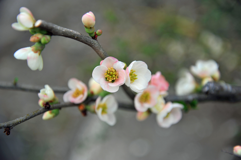 ボケの花　ボケ具合１