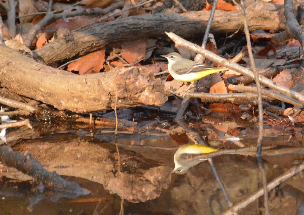 キセキレイ様（栃木　みかも山公園にて）６