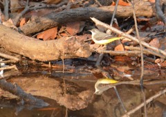 キセキレイ様（栃木　みかも山公園にて）６