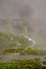 チャツボミゴケ公園