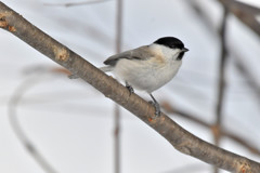 ハシブトガラ２＜札幌　円山公園＞