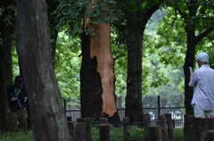 昨晩の落雷で、、、芦花公園３
