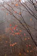 紅葉と雨