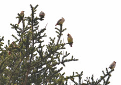 ヒレンジャク群れ（栃木県民の森）