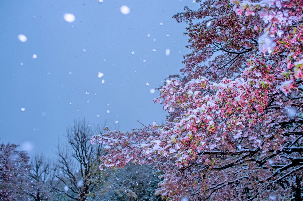 桜に雪舞う