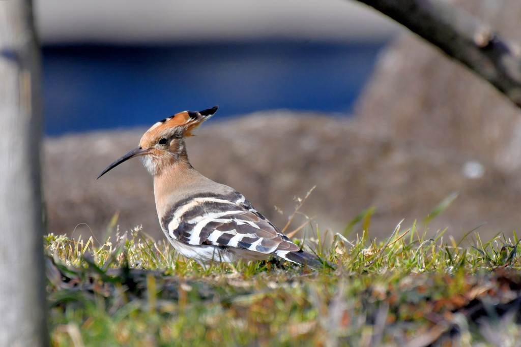 珍鳥　ヤツガシラ＜群馬県　つつじヶ岡公園にて＞１