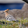 珍鳥　ヤツガシラ＜群馬県　つつじヶ岡公園にて＞１