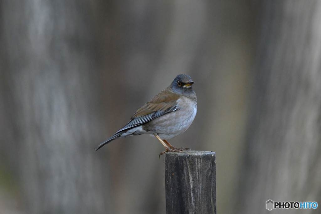 シロハラくん２