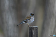 シロハラくん２