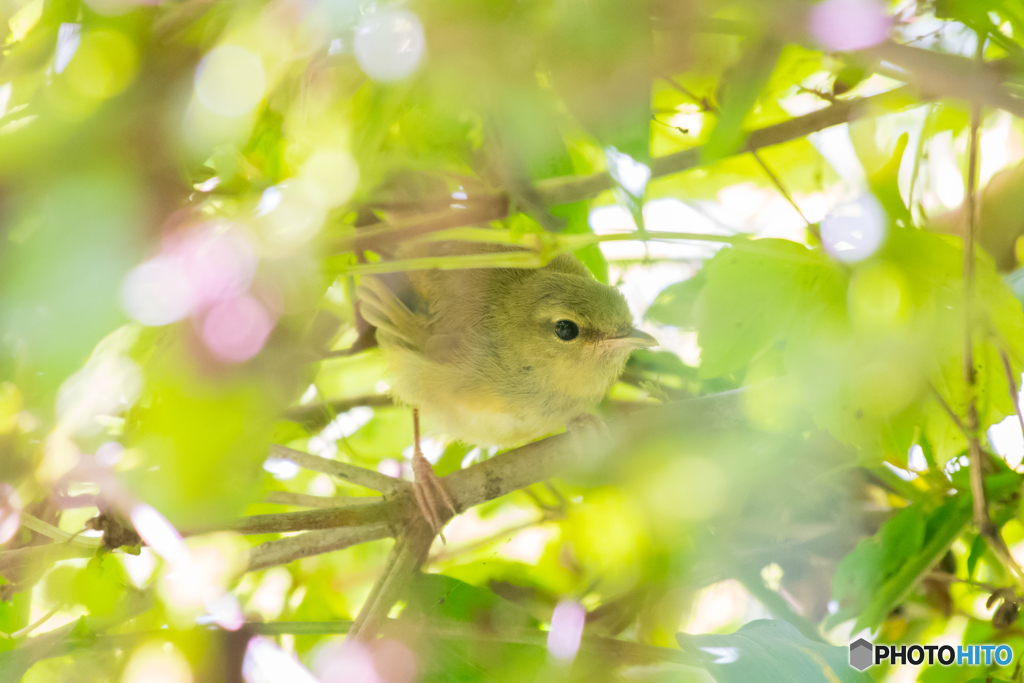 ウグイ〜す、幼鳥。５