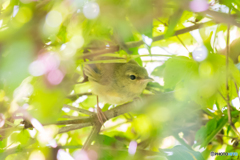 ウグイ〜す、幼鳥。５
