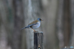 シロハラくん１