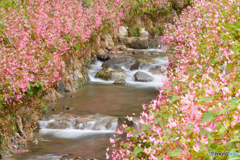 大声援に囲まれて、、、秋海棠