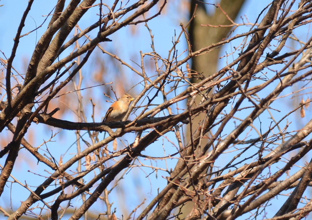 （栃木　みかも山公園にて）１