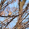 （栃木　みかも山公園にて）１