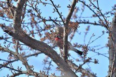 ウソっち２＜札幌　円山公園＞