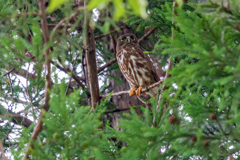 アオバズクさん４