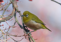 ふわり、、、
