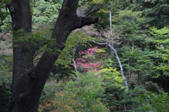 お先に紅葉頑張ってます！