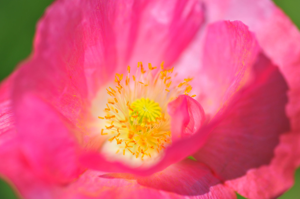 那須フラワーガーデンにて