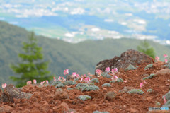 コマ草５（池の平湿原）