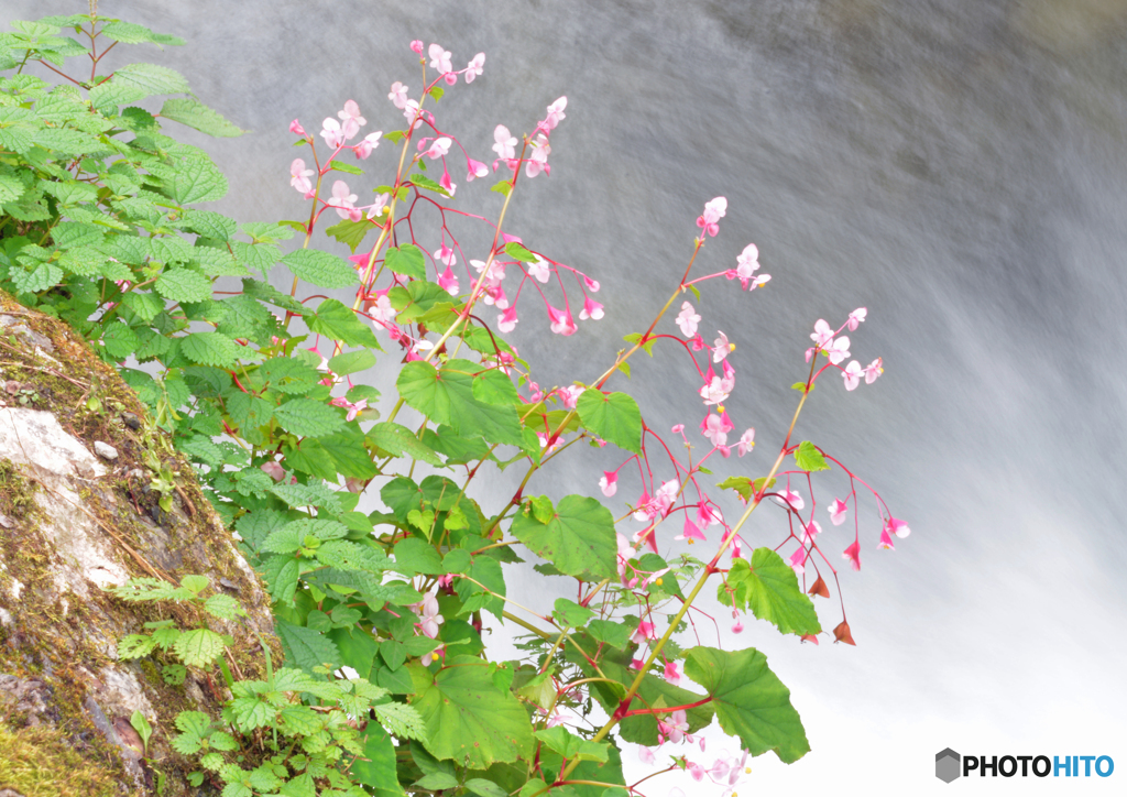 濯ぐ、、、、秋海棠