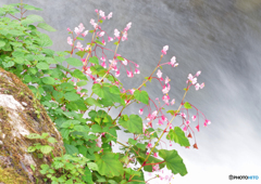 濯ぐ、、、、秋海棠